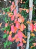 Trees in Sunset Park